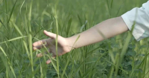 Young boy walking in field touching grass Stock Footage 188600683