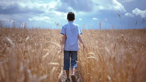 Young Boy Walking through Golden Wheat Field, Viewed from Behind, Cinematic Shot Stock Footage 239210707