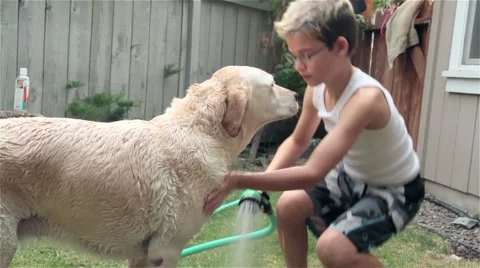 Young Boy Washes His Dog a Yellow Lab 스톡 동영상 47485052