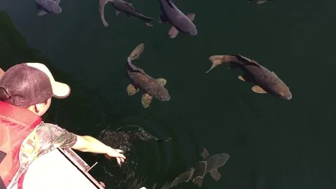 Young boy watching a school of fish HD Video stock 80166205