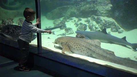 Young boy watching stingray through glass. Видео 342074969