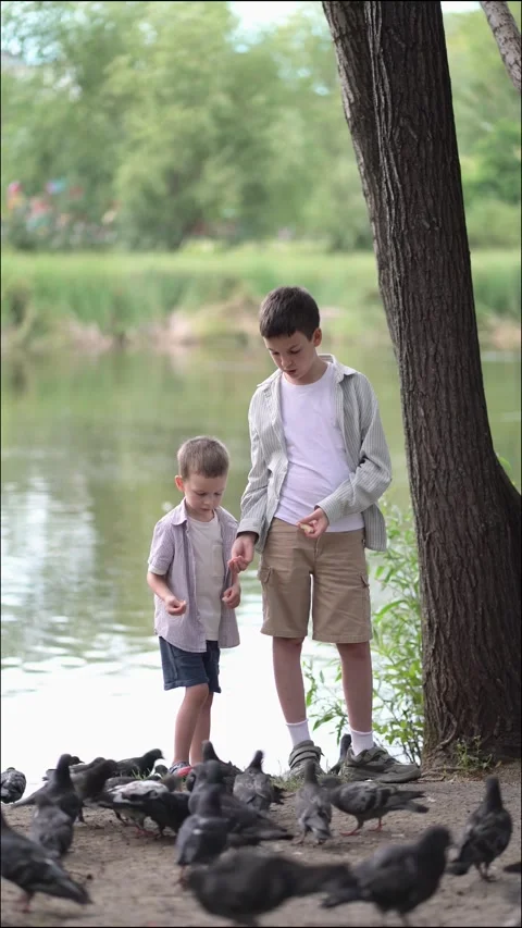 Young boys feed a flock of pigeons with bread by the peaceful lake Video stock 342267152