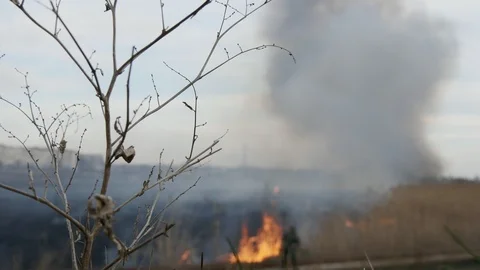 Young boys walking close to flame on the reed field 库存影片 105179914