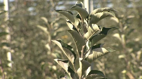 Young branch of apple tree in orchard Stock-Footage 35953677
