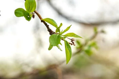 Young branch of apple tree in spring blooms Stock Photos