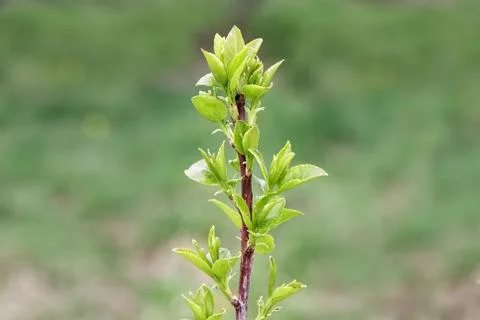 Young branch of a bush in the spring forest Stock Photos