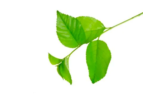 Young branch of a cherry tree. Stock Photos