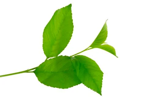 Young branch of a cherry tree. Stock Photos