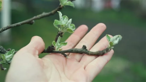 Young branch fruit tree has leaves and buds Female hand holding an Apple tree br Stock Footage 100903398