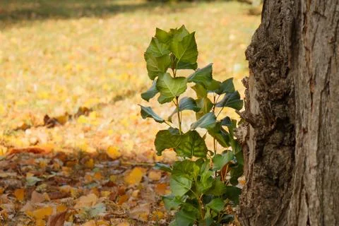 The young branch grows from the Big Tree Stock Photos