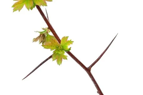 Young branch hawthorn Stock Photos