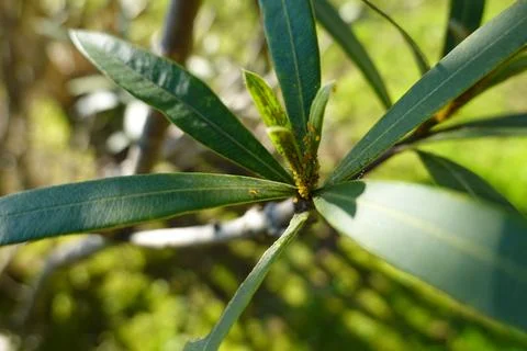 Young branch of oleander infested with insects. yellow aphid invasion on sh.. Foto stock