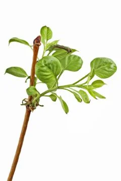 Young branch Stock Photos
