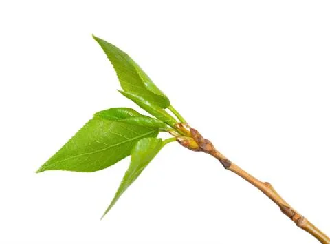 Young branch of a poplar Stock Photos