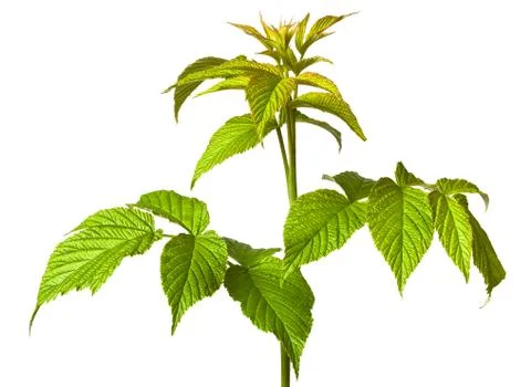Young branch of raspberry Stock Photos