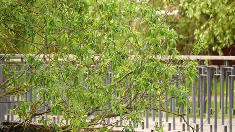 Young branch of spring -blooming willow. Green City Park. Cyclists ride bicyc Stock Footage 200440323