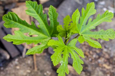 Young branch of a tree,new grows in the spring Stock Photos