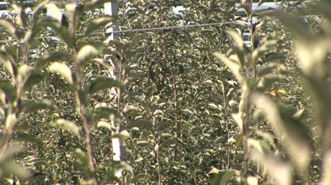 Young branches of apple trees in orchard Vídeo Stock 35953500