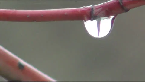 Young branches in April Video stock 22674385