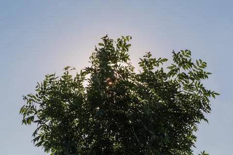 Young branches of the ash-tree against the sky backlit Stock Photos