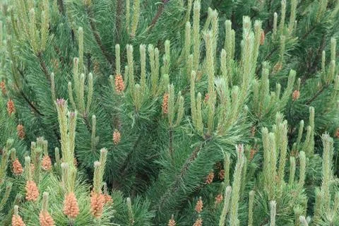 Young branches ate. Stock Photos