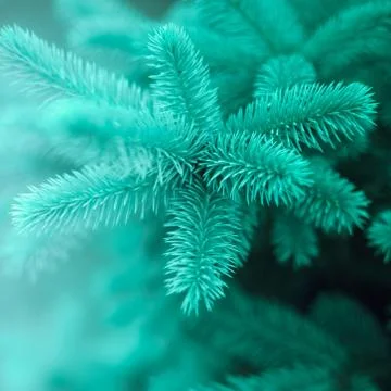 Young branches of blue spruce tree, closeup with light and bokeh Stock-Fotos