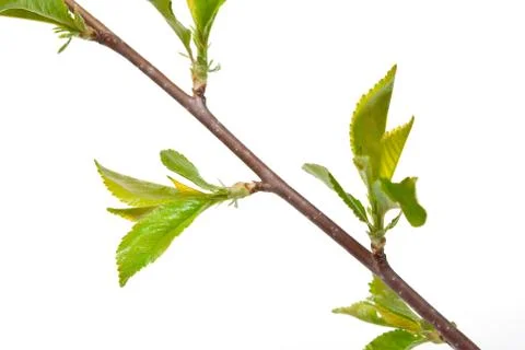 Young branches of cherry Stock Photos