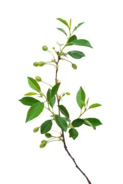 Young branches of cherry Stock Photos