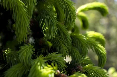 Young branches of the Christmas tree Stock Photos