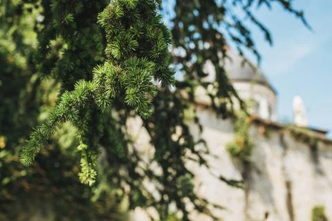 Young branches of a coniferous tree Cedar on the street of Verona. Stock Photos