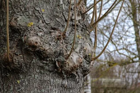 Young branches grow on a tree trunk Stock Photos