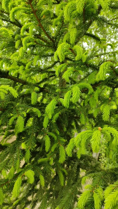Young branches of spruce 1 Stock Footage 336220655