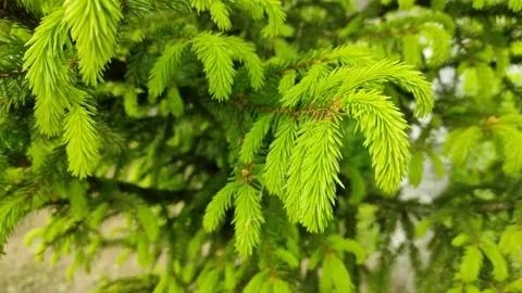 Young branches of spruce 2 Stock Footage 336220584