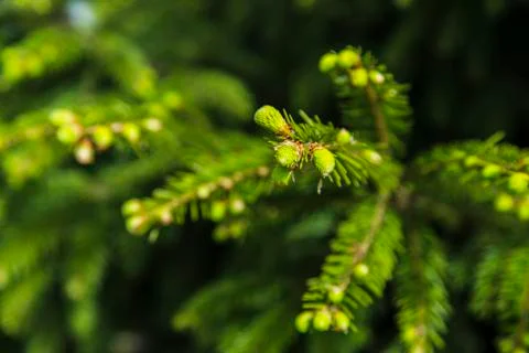 Young branches of spruce Stock Photos