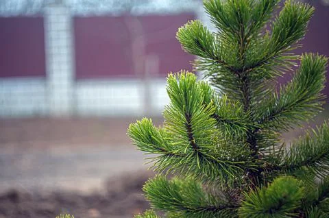 Young branches of a spruce tree. blooming spruce. spruce in spring. close up. Stock Photos