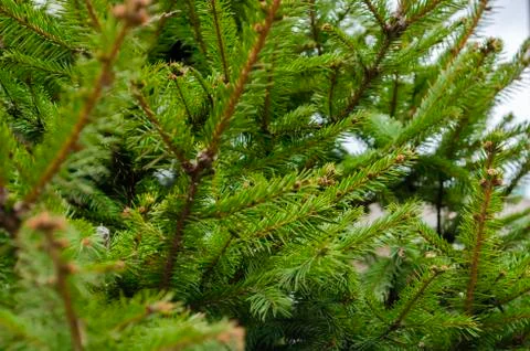 Young branches of a spruce tree. Stock Photos