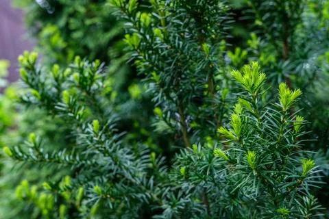 Young branches of thuja. Stock Photos