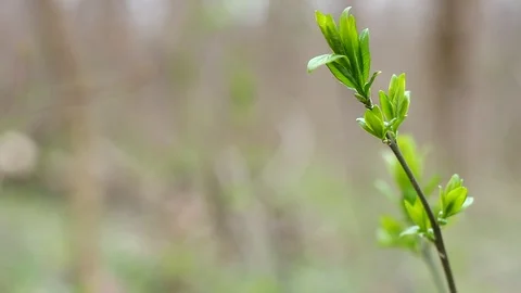 Young branches of a tree with leaves Stock Footage 127244645