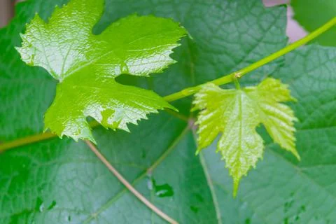 Young branches of a vine after a spring rain in the garden. Foto stock