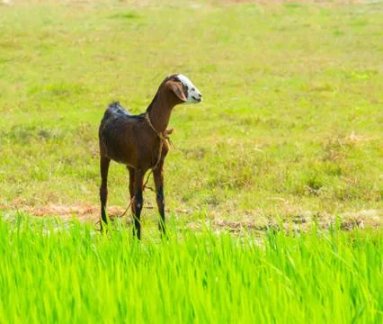 Young brawn nanny-goat standing near green grass Stock Photos