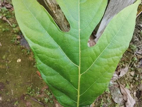 Young Breadfruit Leaf Close Up - Sukun Leaf Texture Stock Photos