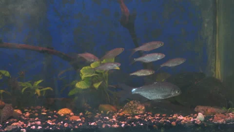 Young bream and roach swims in the aquarium 스톡 동영상 275827039