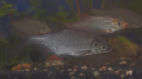 Young bream and roach swims in the aquarium 스톡 동영상 300256926