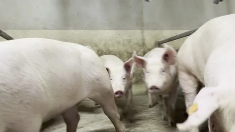 Young Breeding Gilts inside Pigsty Stock-Footage 335477727