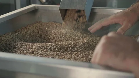A young brewer controls the grinding of malt seeds in a mill at a modern brewery Stock Footage 163709171