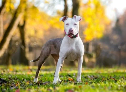 A young brindle and white Pit Bull Terrier mixed breed dog standing outdoors  Stock Photos