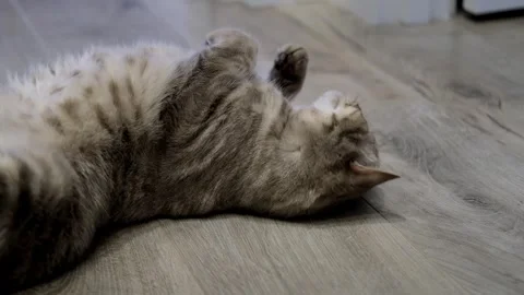 A young British cat is lying on the floor and playing, rubbing against his paws. Stock Footage 307278185