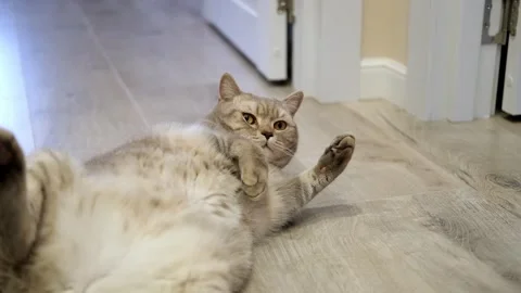A young British cat is lying on the floor and playing, rubbing against his paws. Stock Footage 307278332