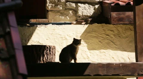 Young British tabby cat walking on bench close up 4K. Cute small kitten walk Stock Footage 68628964