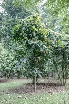 Young Broadleaf Tree in a Shaded Tropical Garden Stock Photos